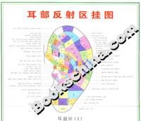耳部反射區(qū)掛圖 耳部反射區(qū)掛圖